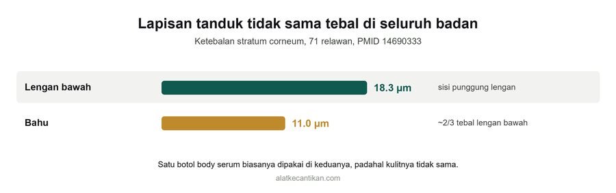 Grafik ketebalan stratum corneum pada 71 relawan: lengan bawah 18,3 mikrometer dibanding bahu 11,0 mikrometer